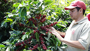 Buscan eliminar plaguicidas peligrosos en cultivos del café
